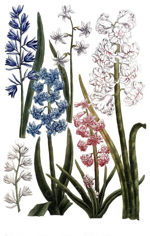 Hyacinthus maximus, various types of hyacinth, illustration, reproduction from a 19th century model. Authentic, file restored for optimal use, exact date of submission unknown