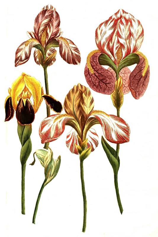 Various irises, irises, a plant genus in the subfamily Iridoideae in the iris family, Iris latifolia, illustration, reproduction from a 19th century model. Authentic, file restored for optimal use, exact date of submission unknown