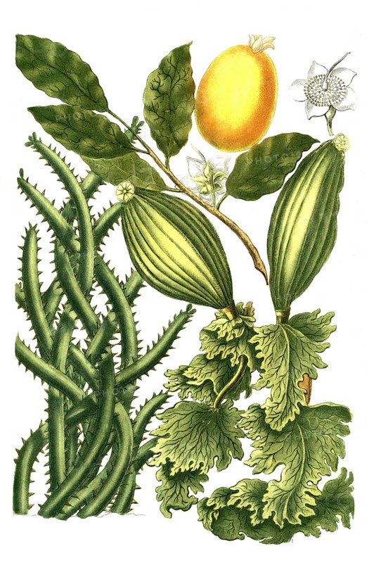 Guanabanus javensis, guanabane, bottle tree and Gutta gamandra, illustration, reproduction from a 19th century model. Authentic, file restored for optimal use, exact date of submission unknown