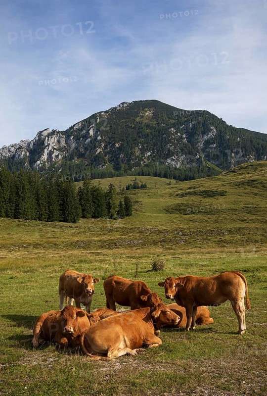 Alpine meadow with herd of cows and Braunedlkogel, Postalm, Osterhorn Group, Salzkammergut, Province of Salzburg, Austria