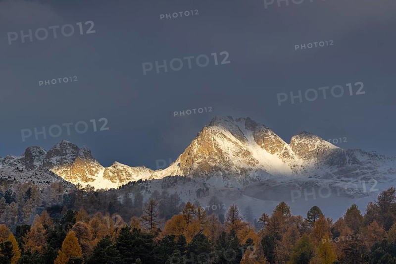 Mixed forest with larches (Larix) in autumn foliage off Piz Muragl, mountain peaks, Celerina/Schlarigna, Engadin, Grisons, Switzerland