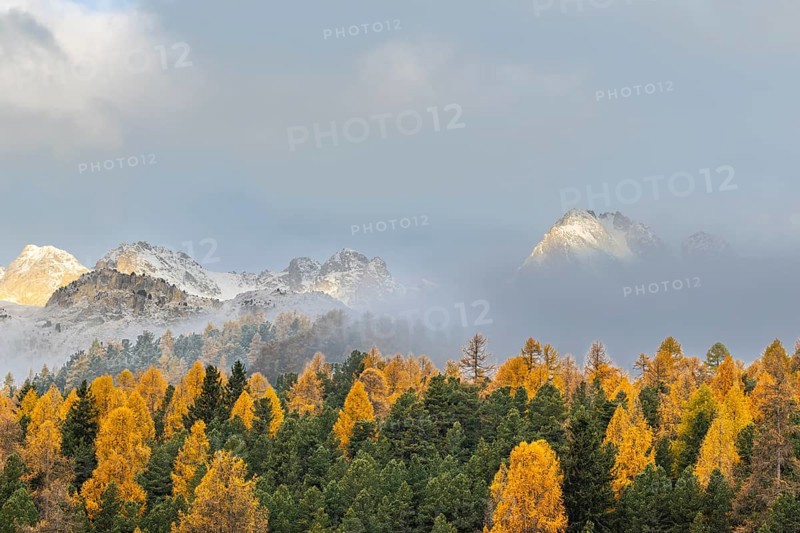 Mixed forest with larches (Larix) in autumn foliage off Piz Muragl and La Sours, mountain peaks, Celerina/Schlarigna, Engadin, Graubünden, Switzerland