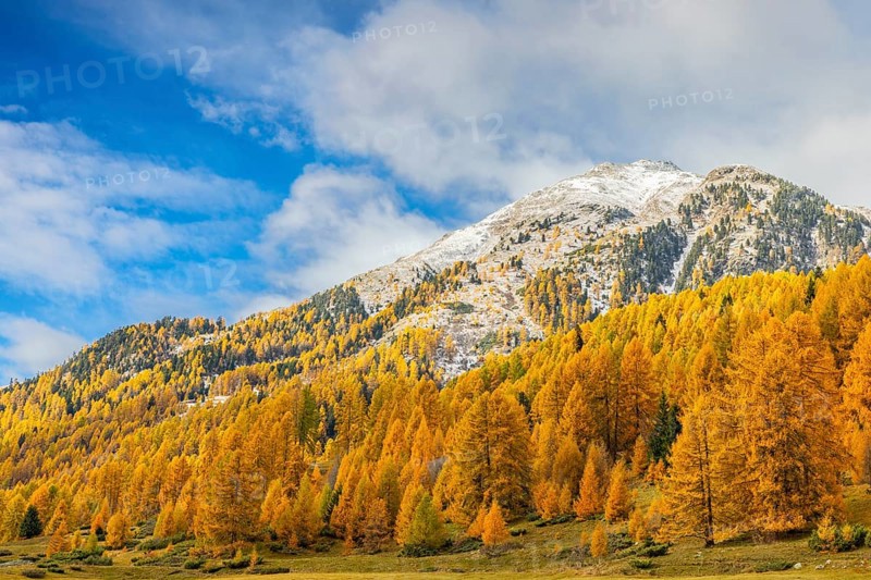 Larch forest (Larix) in autumn, mountain peaks with snow, autumn, Piz Mezzaun, Albula Pass, Engadin, Grisons, Switzerland