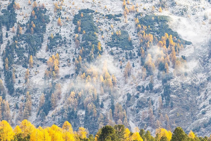 Lärchenwald Larix) in autumn weather on the mountain, fog, autumn, Stazersee, Celerina/Schlarigna, Engadin, Grisons, Switzerland