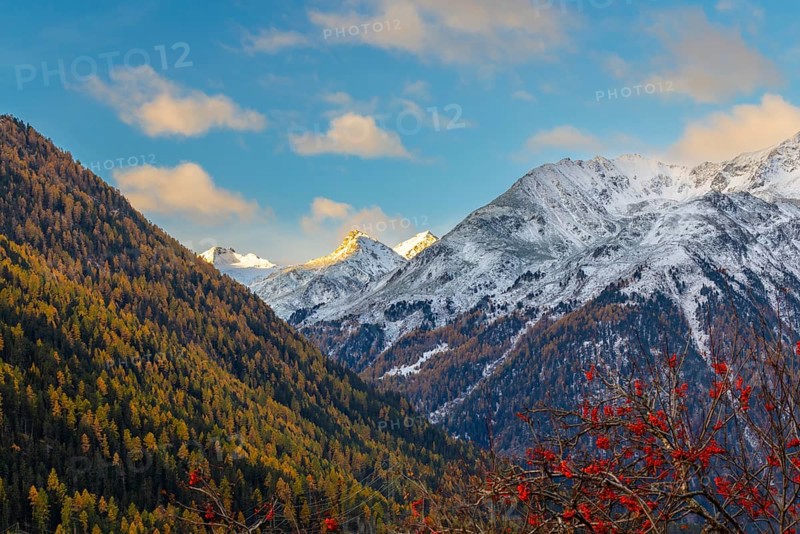 Mixed forest with larch trees (Larix) in autumn, mountain peaks with snow, autumn, Piz Sarsura, Piz Sarsura Pitschen, Piz d'Immez, Guarda, Engadin, Grisons, Switzerland