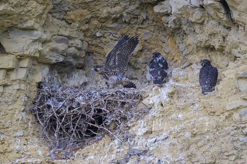Peregrine falcon (Falco peregrinus), Peregrine falcon, young birds in a raven nest in a rocky niche, biosphere area, Swabian Jura, Baden-Württemberg, Germany