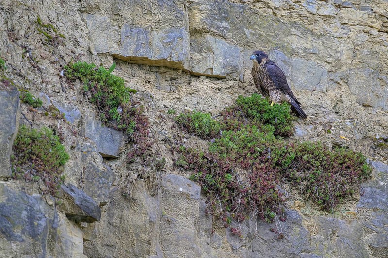 Peregrine falcon (Falco peregrinus), Peregrine falcon, resting in a rock face, biosphere area, Swabian Jura, Baden-Württemberg, Germany