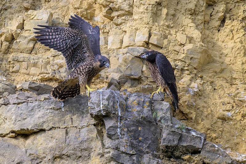 Peregrine falcon (Falco peregrinus), Peregrine falcon, young birds resting in a rock face, biosphere area, Swabian Jura, Baden-Württemberg, Germany