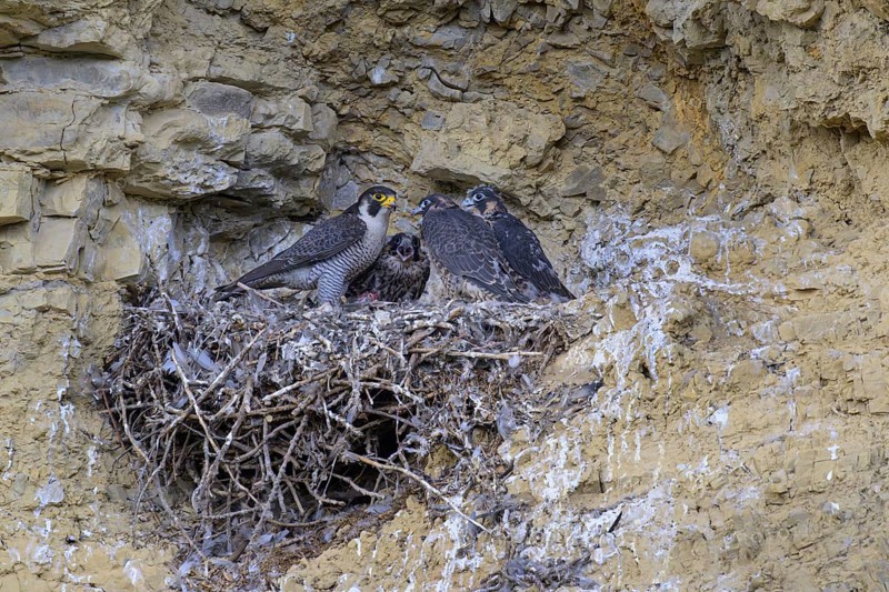Peregrine falcon (Falco peregrinus), Peregrine falcon, feeding young birds in a raven nest in a rocky niche, biosphere area, Swabian Jura, Baden-Württemberg, Germany
