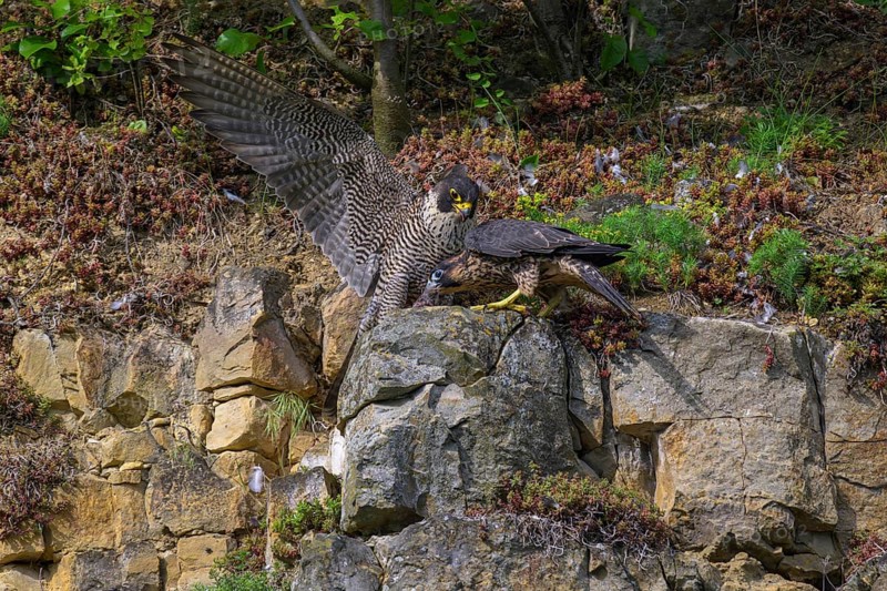 Peregrine falcon (Falco peregrinus), Peregrine falcon, young bird begging for food, biosphere area, Swabian Jura, Baden-Württemberg, Germany