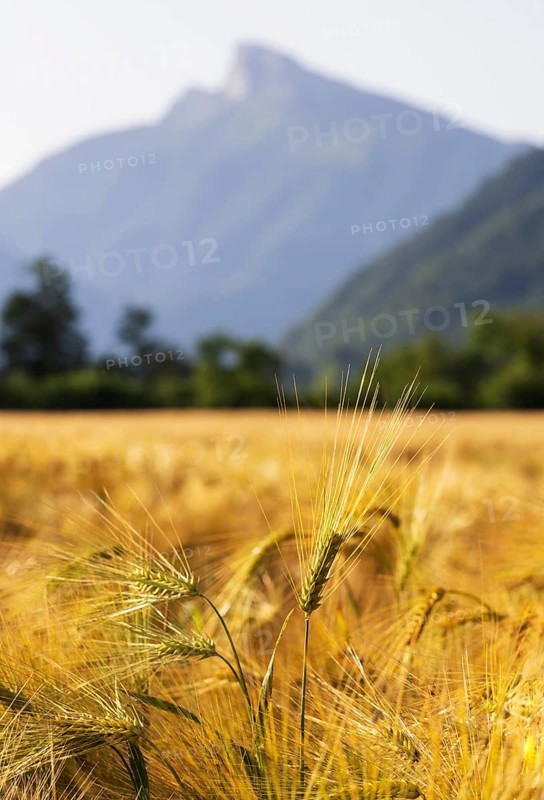 Agricultural Landscape, Hordeum Vulgare, barley field with Schafberg, Mondsee, Salzkammergut, Upper Austria, Austria