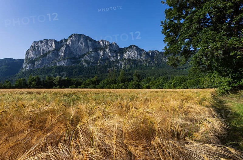 Agricultural Landscape, Hordeum Vulgare, barley field mit Drachenwand, Mondsee, Salzkammergut, Upper Austria, Austria