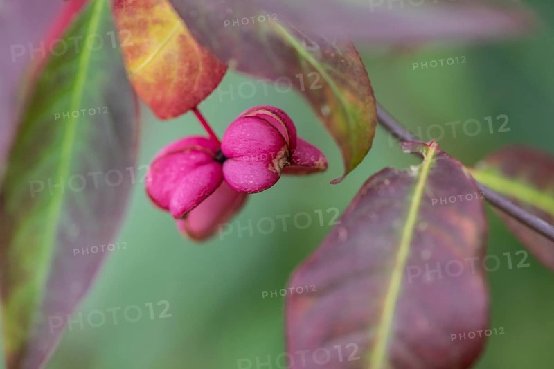Common spindle bush (Euonymus europaeus), fruits, Emsland, Lower Saxony, Germany