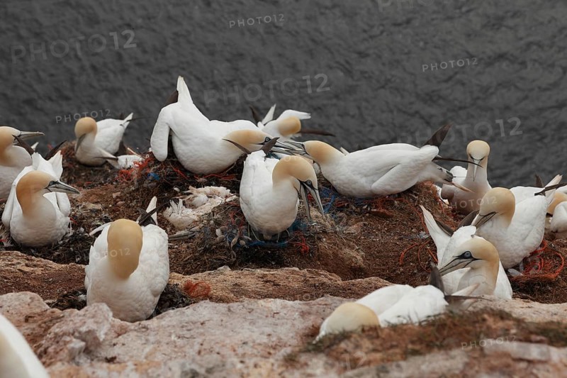 Fishing nets in the nest of the Bastölpel Heligoland, Schleswig-Holstein, Germany
