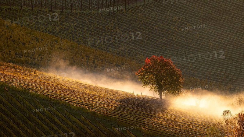 Sunrise, typical landscape in autumn with vineyards, South Styrian hills, South Styrian wine route, Styria, Austria