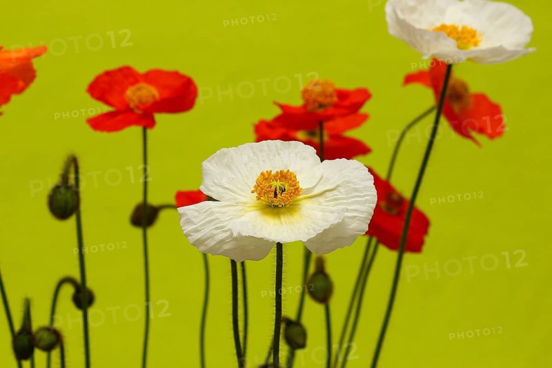 Icelandic poppy (Papaver nudicaule), flowers in the studio, light green background, North Rhine-Westphalia, Germany