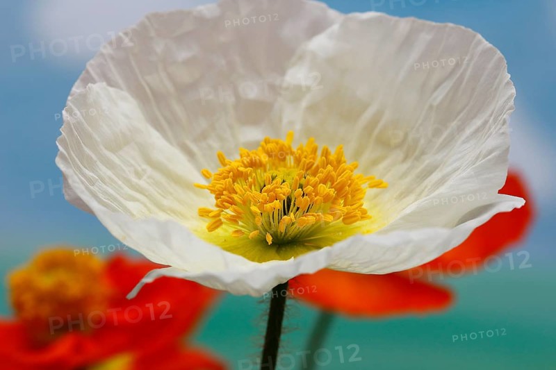 Icelandic poppy (Papaver nudicaule), flowers in the studio, painted background, North Rhine-Westphalia, Germany