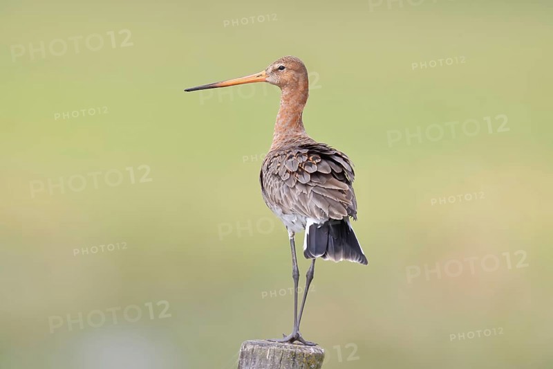 Blacktail (Limosa limosa), sitting room, on a fence post, snipe birds, wildlife, nature photography, wetland, ox moor, Dümmer See, Lembruch, Lower Saxony, Germany