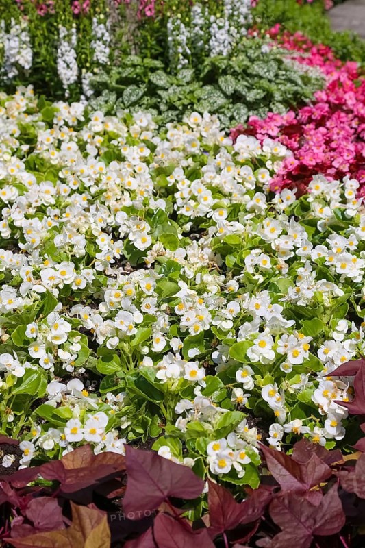Ice begonia (Begonia semperflorens), flower bed begonia, God's eye, white and pink flowers, flowers, plants, gardens, Baden-Württemberg, Germany