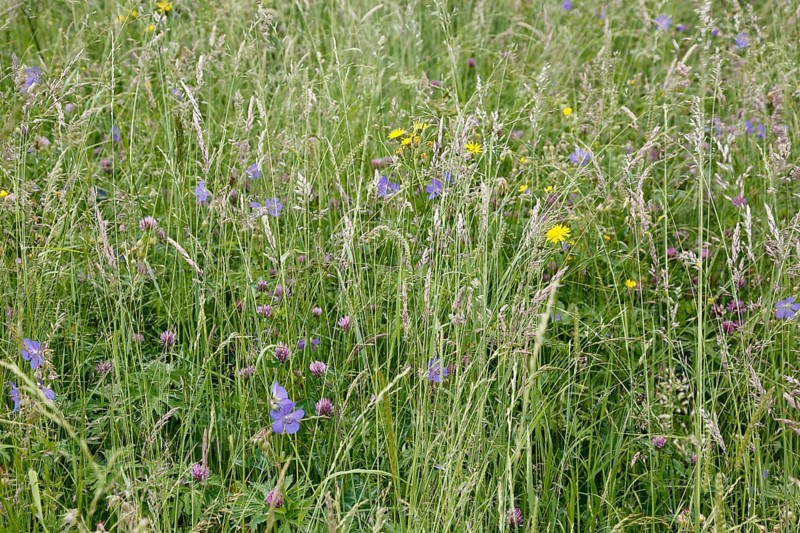 Meadow stork beak (Geranium pratense), stork beak, meadow, wildflowers, grass, grasses, plants, nature, Swabian Jura, Baden-Württemberg, Germany