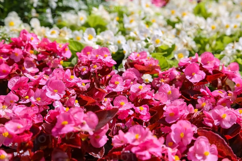Ice begonia (Begonia semperflorens), flower bed begonia, God's eye, white and pink flowers, flowers, plants, gardens, Baden-Württemberg, Germany