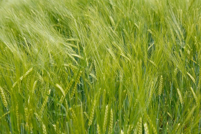 Barley (Hordeum vulgare), sweet grasses, corn field, plants, Baden-Württemberg, Germany