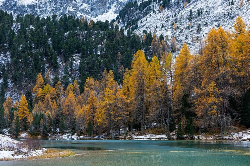 Lake Palpougna, mountain lake, mixed forest with larch (Larix) in autumn colors, snow, autumn, Filisur mountain green, Albula Pass, Grisons, Switzerland