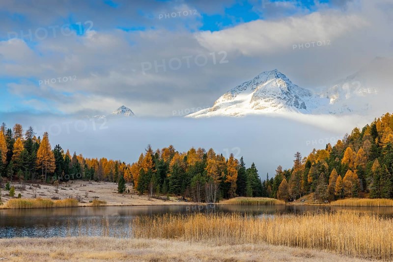 Lake Stazer in front of mountain peaks with snow, mixed forest with larch (Larix) in autumn, common reeds, autumn, Piz Albana, Piz Polaschin, Celerina/Schlarigna, Engadin, Graubünden, Switzerland