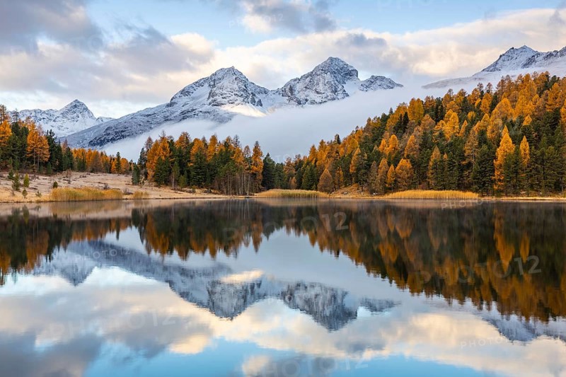 Lake Stazer in front of mountain peaks with snow, mixed forest with larch (Larix) in autumn, autumn, reflection, Piz Albana, Piz Julier, Piz Nair, Piz Polaschin, Celerina/Schlarigna, Engadin, Grisons, Switzerland