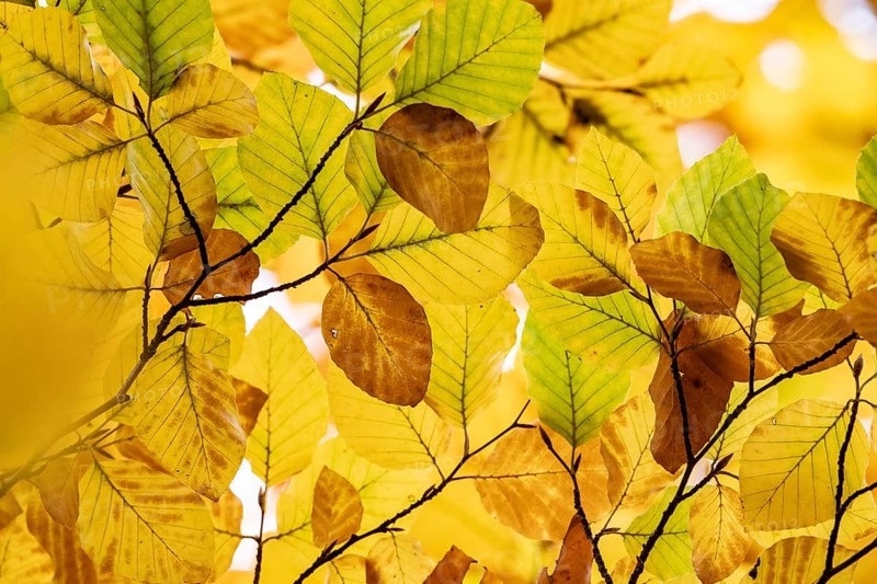 Yellow-brown colored beech leaves, autumn, Stuttgart, Germany