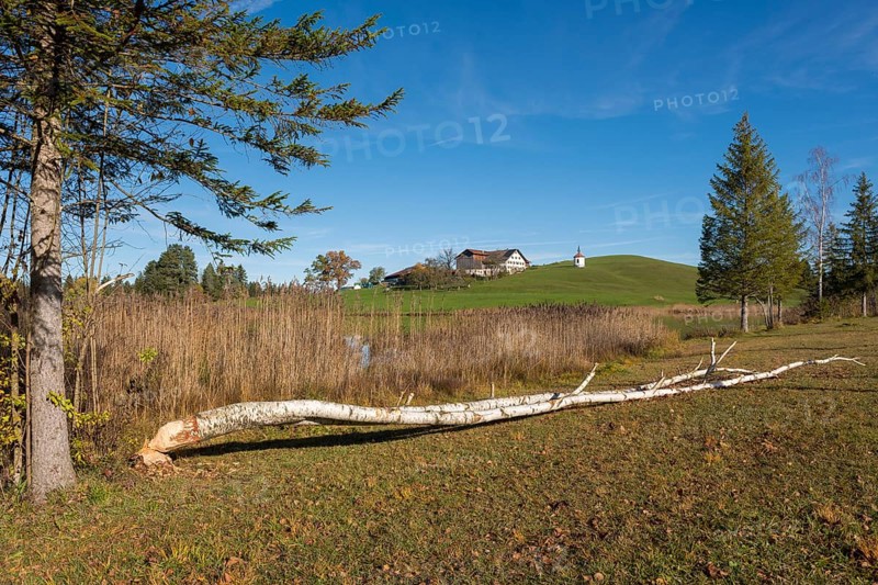 A birch tree felled by a beaver lies in a meadow in front of a hill with a building in the background, Hegratsrieder See, near Buching, Ostallgäu, Allgäu, Bavaria, Germany