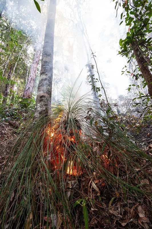 Preventive burning to prevent fires in the hot bushland of Queensland Australia