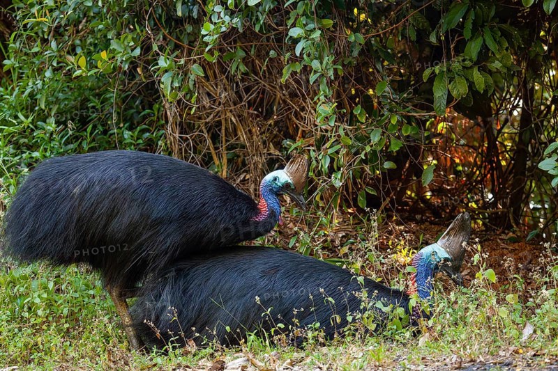 Mating behavior of helmet cassowaries in the Queensland rainforest Australia