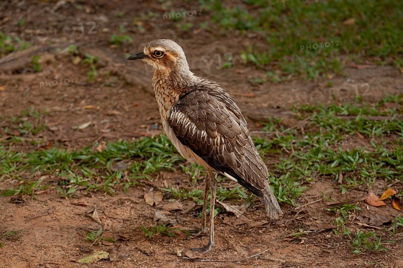 Long-tailed weet Burhinus grallarius in the forest, Queensland Australia