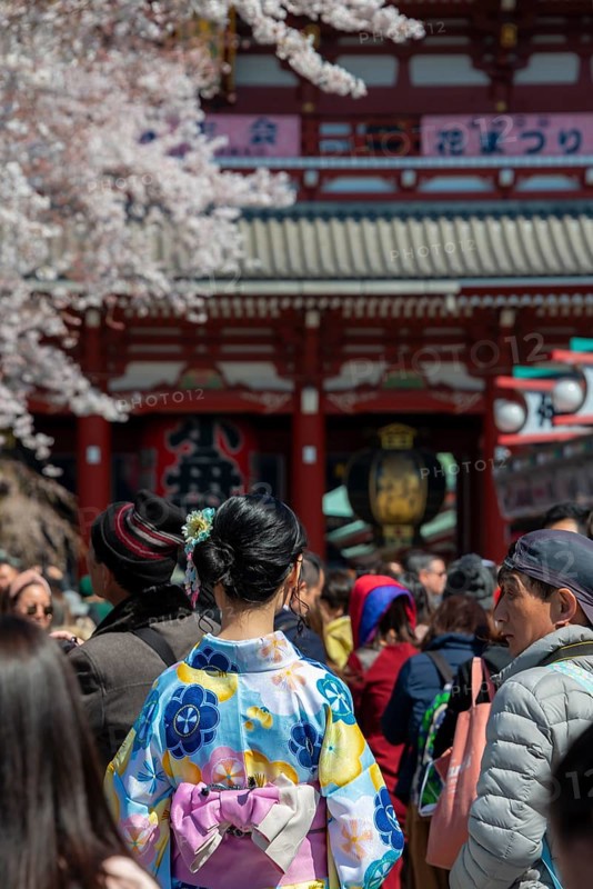 Young Japanese woman wearing kimono surrounded by numerous visitors on Nakamise-dori shopping street, Cherry Blossom, Asakusa Shrine or Senso-ji Temple, Buddhist temple complex, Asakusa, Tokyo, Japan
