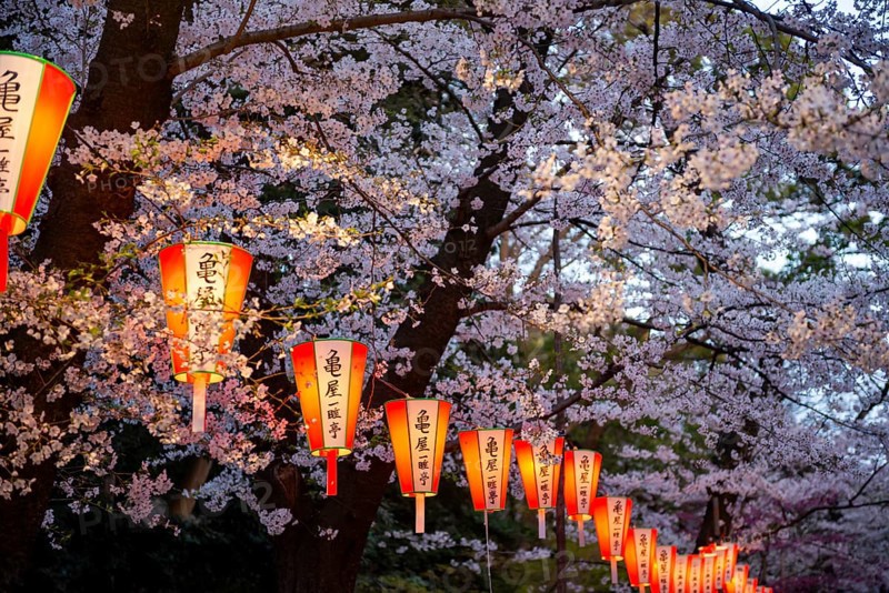 Blooming cherry trees and illuminated lanterns with Japanese writing in the evening, Hanami festival in spring, Ueno Park, Tokyo, Japan