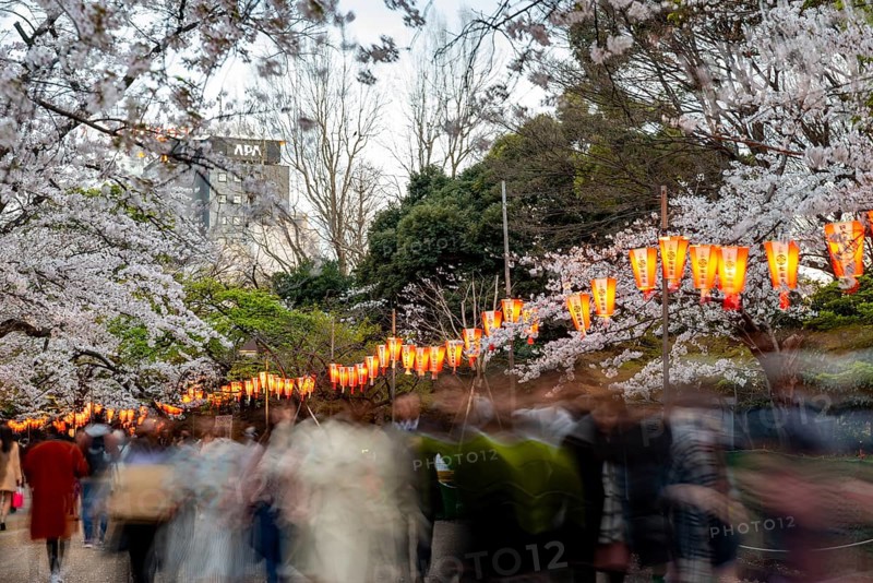 People walking through the park, blooming cherry trees and illuminated lanterns with Japanese lettering in the evening, Hanami festival in spring, long exposure, Ueno Park, Tokyo, Japan