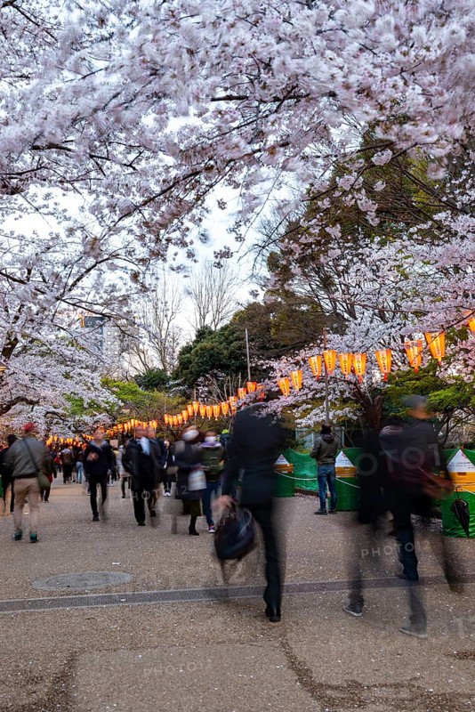 People walking through the park, blooming cherry trees and illuminated lanterns with Japanese lettering in the evening, Hanami festival in spring, long exposure, Ueno Park, Tokyo, Japan