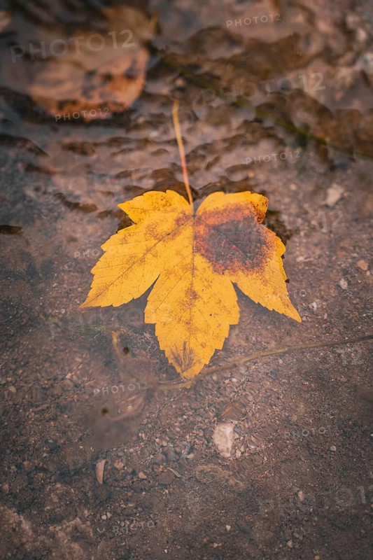 A yellow autumn leaf floats on calm water in natural surroundings, ZFP Zwiefalten, Reutlingen district, Germany
