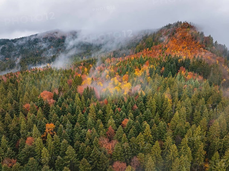 Autumn forest area with colorful treetops and clouds of fog, Wehingen, Tuttlingen district, Germany