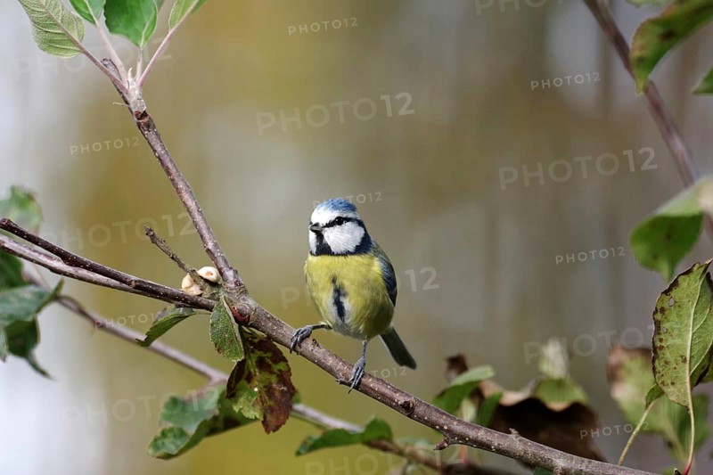 Blue tit (Cyanistes caeruleus), autumn, branch, apple tree, cute, colorful, bird feeding, The blue tit has discovered nuts in the tree