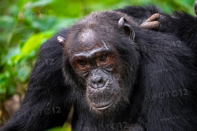 Chimpanzee (Pan Troglodytes), animal portrait, male grooming in the jungle, Kibale National Park, Uganda