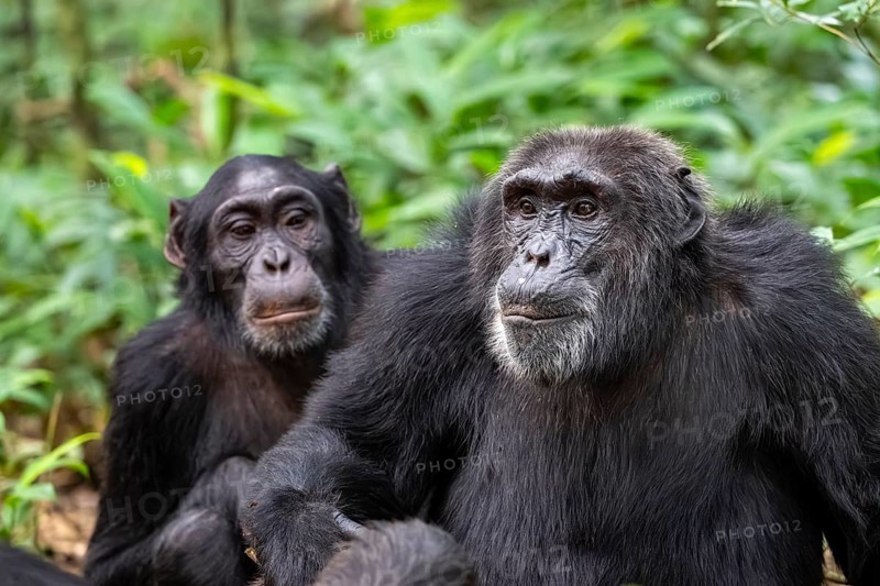Two chimpanzees (Pan Troglodytes), animal portrait, adult males grooming in the jungle, Kibale National Park, Uganda