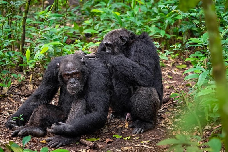 Two chimpanzees (Pan Troglodytes), adult male spawning, grooming in the jungle, Kibale National Park, Uganda