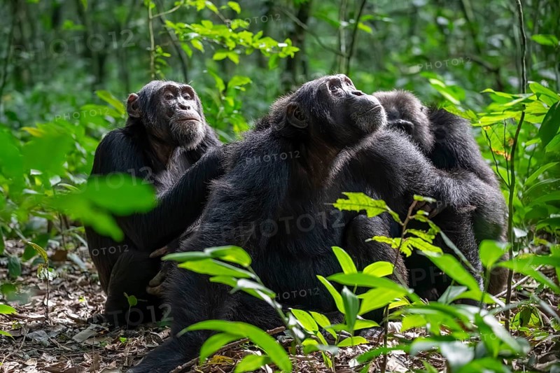 Three chimpanzees (Pan Troglodytes), adult male spawning, grooming in the jungle, Kibale National Park, Uganda
