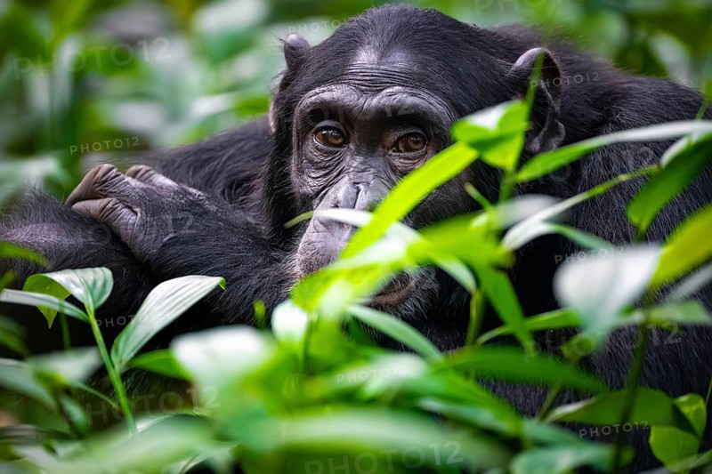 Beautiful animal portrait, chimpanzee (Pan Troglodytes), adult male among leaves in the jungle, Kibale National Park, Uganda