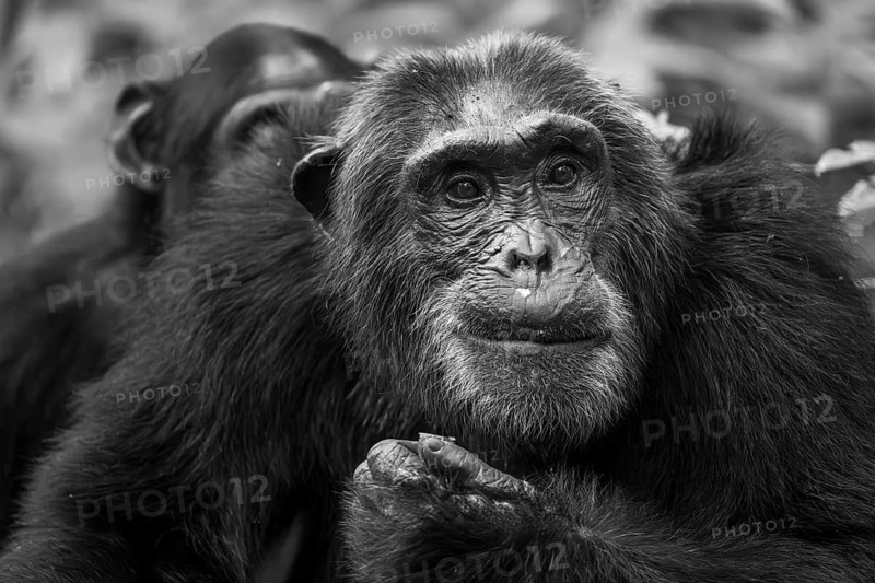 Black and white animal portrait, chimpanzee (Pan Troglodytes), adult male among leaves in the jungle, Kibale National Park, Uganda