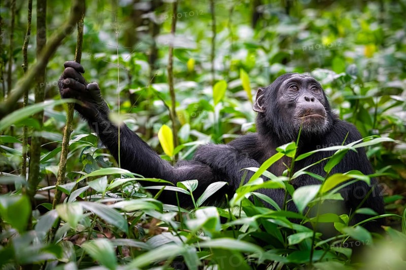Animal portrait, chimpanzee (Pan Troglodytes) looking longingly, hopeful, adult male between leaves in the jungle, Kibale National Park, Uganda