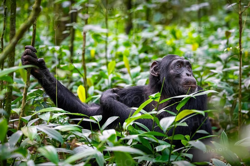 Animal portrait, chimpanzee (Pan Troglodytes), adult male among leaves in jungle, Kibale National Park, Uganda