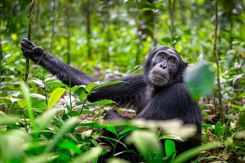 Chimpanzee (Pan Troglodytes) looks longingly, hopeful, adult male between leaves in the jungle, Kibale National Park, Uganda